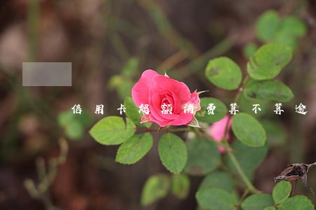 信用卡超额消费算不算逾期 信用卡超额消费算不算逾期