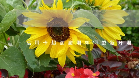 信用卡超额逾期如何重新分期 信用卡超额逾期如何重新分期