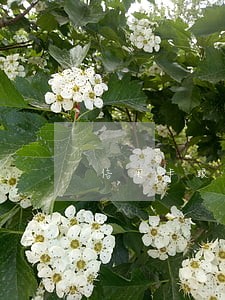信用卡跟借呗逾期哪个更严重