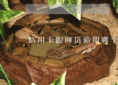 信用卡跟网贷逾期哪个严重