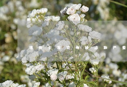 信用卡车贷哪种逾期严重 信用卡车贷哪种逾期严重