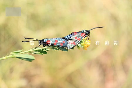 信用卡车贷还完有逾期 信用卡车贷还完有逾期