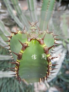 信用卡车贷逾期7万多