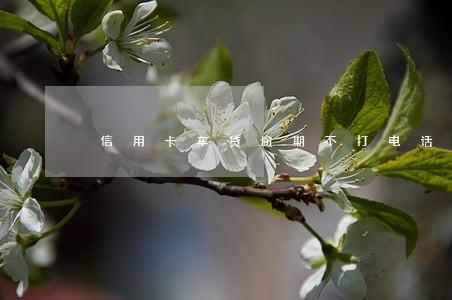 信用卡车贷逾期不打电话 信用卡车贷逾期不打电话
