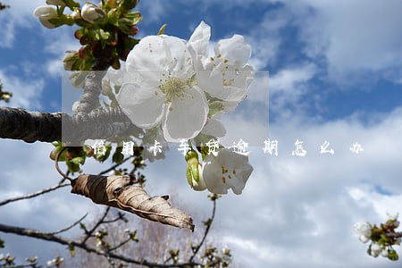 信用卡车贷逾期怎么办 信用卡车贷逾期怎么办