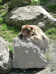 信用卡车贷逾期怎么办理 信用卡车贷逾期怎么办理