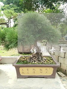 信用卡车贷逾期怎么办理吗 信用卡车贷逾期怎么办理吗