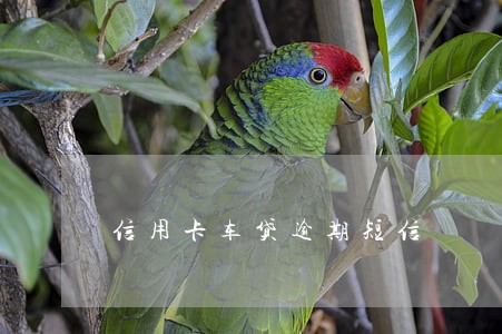 信用卡车贷逾期短信