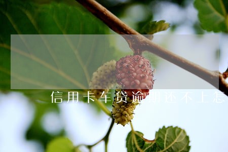 信用卡车贷逾期还不上怎么办 信用卡车贷逾期还不上怎么办