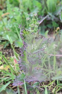 信用卡车逾期了违约金 信用卡车逾期了违约金