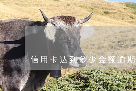 信用卡达到多少金额逾期被起诉 信用卡达到多少金额逾期被起诉
