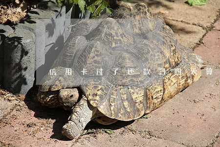 信用卡过了还款日四天算逾期么 信用卡过了还款日四天算逾期么