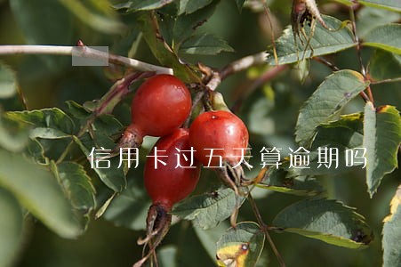 信用卡过五天算逾期吗 信用卡过五天算逾期吗