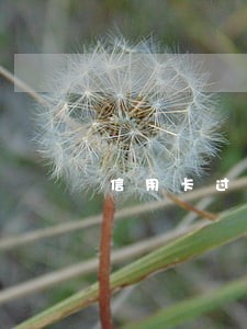 信用卡过几天才算逾期了 信用卡过几天才算逾期了