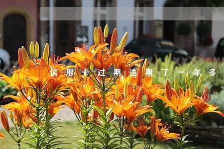 信用卡过期逾期了一年多 信用卡过期逾期了一年多