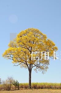 信用卡近5年有2次逾期