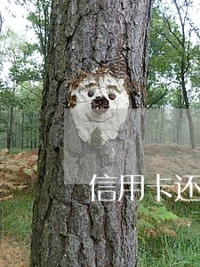 信用卡还一半怎么算逾期利息 信用卡还一半怎么算逾期利息