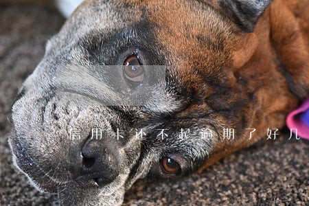 信用卡还不起逾期了好几年怎么办 信用卡还不起逾期了好几年怎么办
