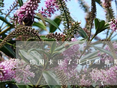 信用卡还了几百但逾期四个月 信用卡还了几百但逾期四个月