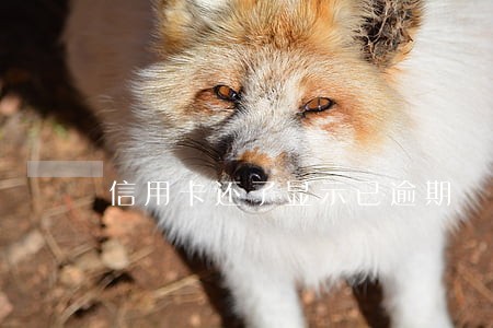 信用卡还了显示已逾期 信用卡还了显示已逾期