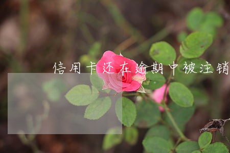 信用卡还在逾期中被注销了