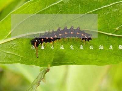 信用卡还完最低额度影响逾期么 信用卡还完最低额度影响逾期么
