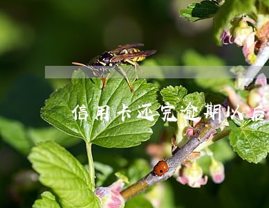 信用卡还完逾期以后多久能用 信用卡还完逾期以后多久能用