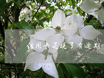 信用卡还晚了有逾期 信用卡还晚了有逾期