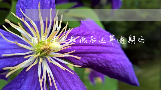 信用卡还最低后还算逾期吗