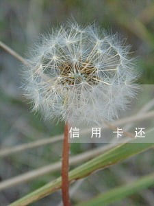 信用卡还最低还款会不会逾期