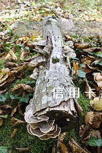 信用卡还最小额度算逾期吗