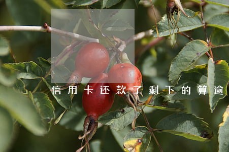 信用卡还款了剩下的算逾期吗 信用卡还款了剩下的算逾期吗