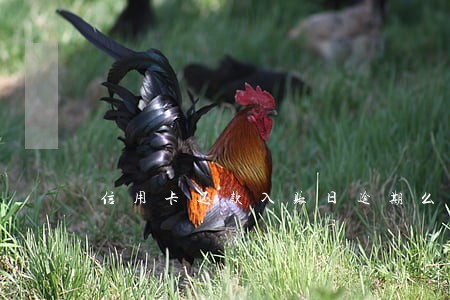 信用卡还款入账日逾期么
