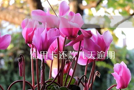 信用卡还款几天逾期 信用卡还款几天逾期