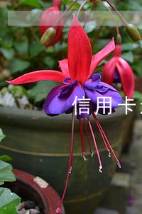 信用卡还款几日算逾期 信用卡还款几日算逾期