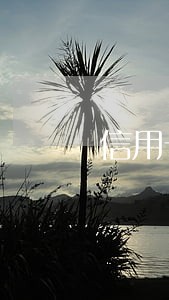 信用卡还款可以只还本金吗 信用卡还款可以只还本金吗