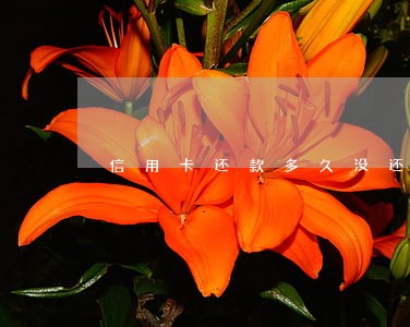 信用卡还款多久没还才算逾期 信用卡还款多久没还才算逾期