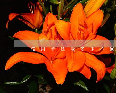 信用卡还款多少不逾期 信用卡还款多少不逾期