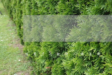 信用卡还款待入账逾期 信用卡还款待入账逾期