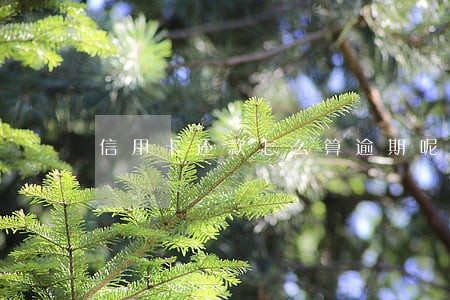 信用卡还款怎么算逾期呢 信用卡还款怎么算逾期呢