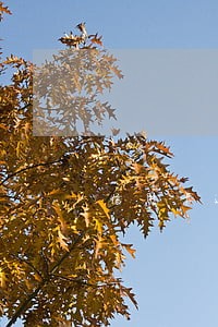 信用卡还款日一般可以逾期几天