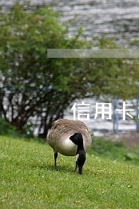 信用卡还款日几个小时为逾期 信用卡还款日几个小时为逾期