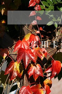 信用卡还款日分期算逾期吗 信用卡还款日分期算逾期吗