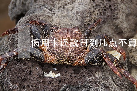 信用卡还款日到几点不算逾期