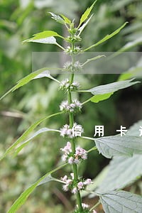 信用卡还款日多少天算逾期 信用卡还款日多少天算逾期