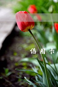 信用卡还款日期前几天算逾期 信用卡还款日期前几天算逾期