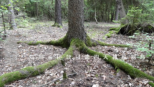 信用卡还款日第四天算逾期吗 信用卡还款日第四天算逾期吗