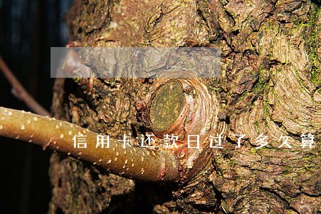 信用卡还款日过了多久算逾期 信用卡还款日过了多久算逾期