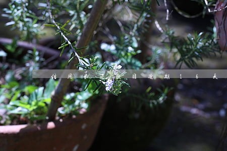 信用卡还款日逾期16天