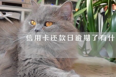信用卡还款日逾期了有什么后果